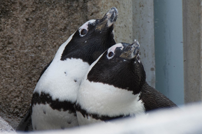 A very cute penguin couple