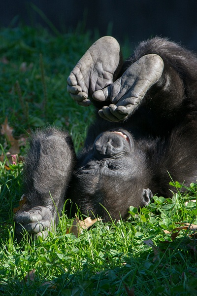 Happy baby gorilla in an inverted position