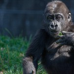 2014Nov Baby Gorilla Playing Pittsburgh Zoo