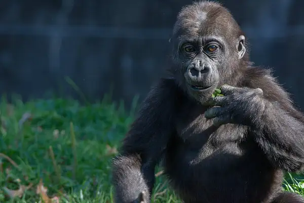 2014Nov Baby Gorilla Playing Pittsburgh Zoo by Willis...
