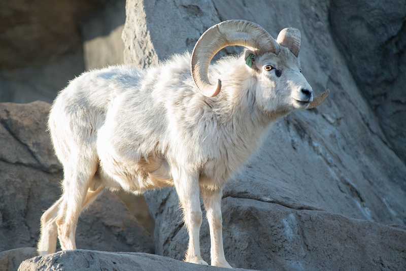 Male Dall sheep posing