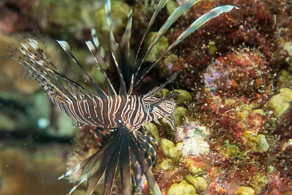 One of several lionfish by Willis Chung