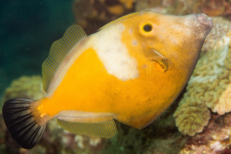 Whitespotted filefish without spots...