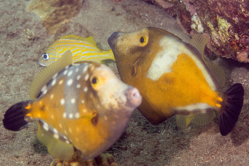 Two whitespotted filefish, one with and one without spots