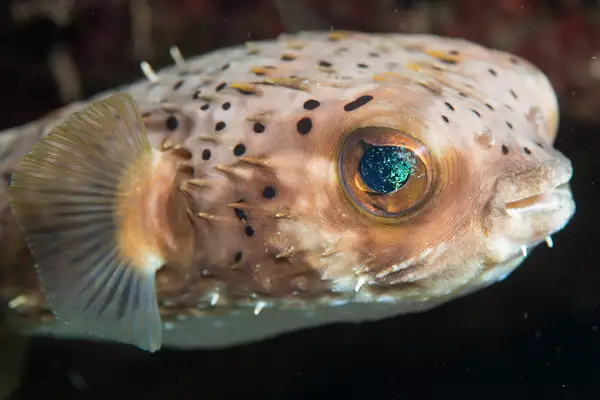 Porcupine fish eye by Willis Chung