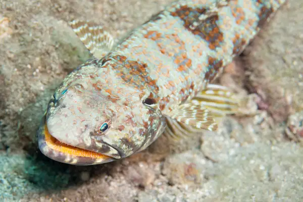 Sand diver face by Willis Chung