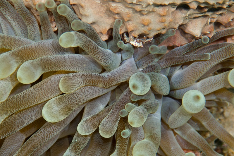 Tiny crab hiding next to anemone