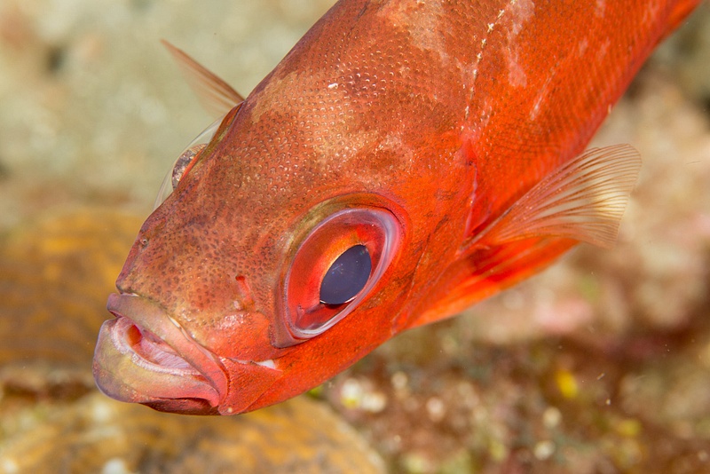 Notice the refractions in the eye of this glasseye snapper