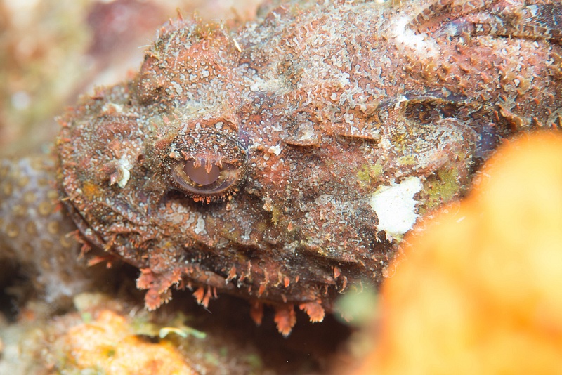 Scorpionfish eye