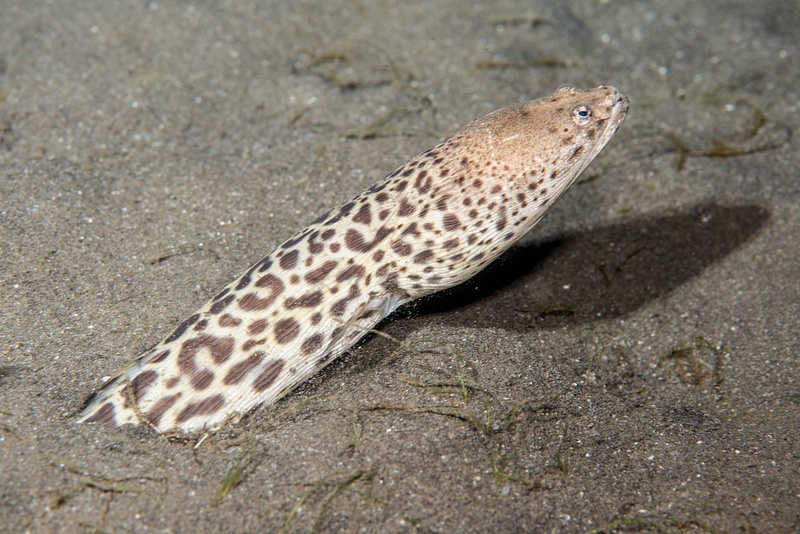 King Spotted Snake Eel, teased out of its burrow