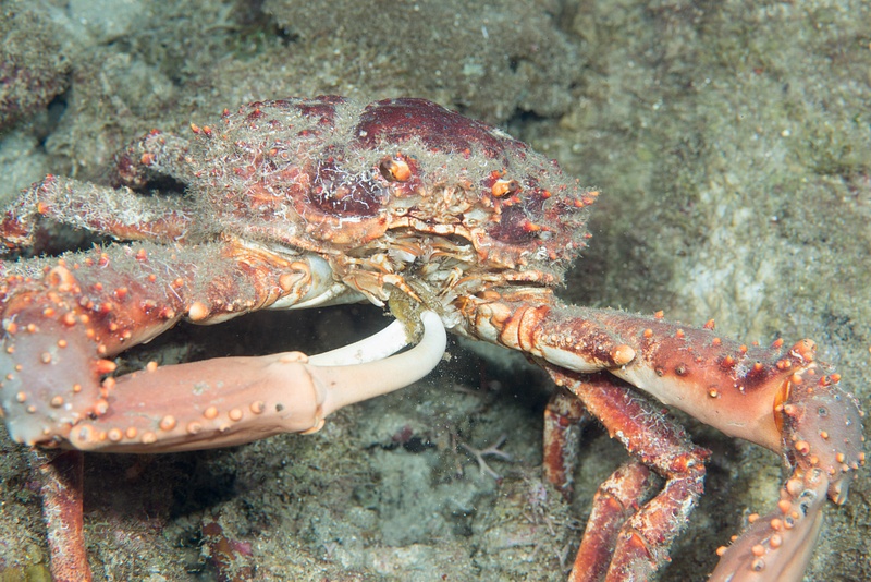 Channel Clinging Crab having some dinner