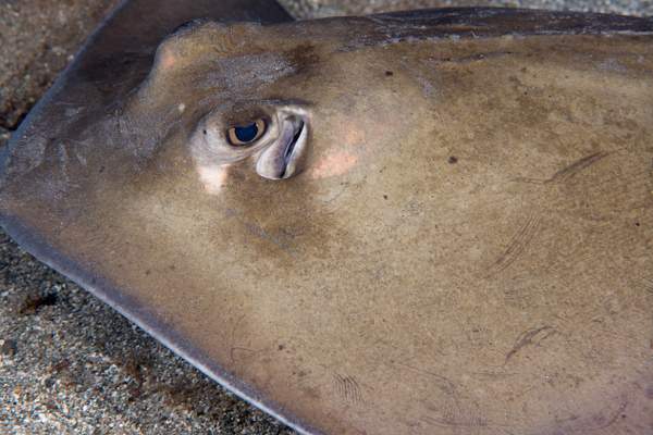 Lesser Electric Ray giving me an eyeful by Willis Chung