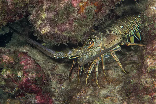 Caribbean Spiny Lobster by Willis Chung