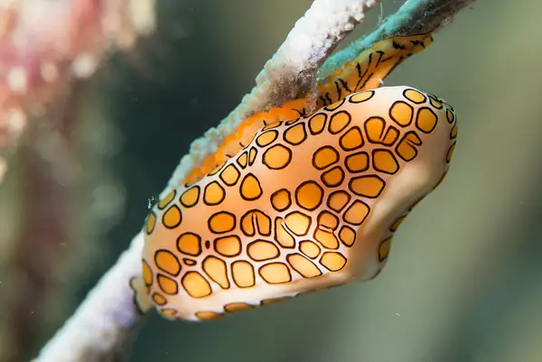 Flamingo Tongue Cowrie by Willis Chung