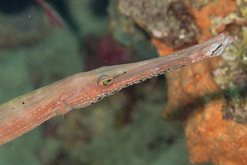 Trumpetfish face