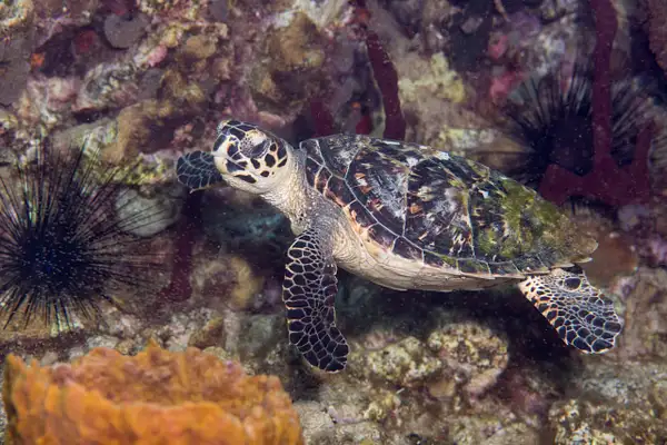 Little hawksbill turtle swimming by by Willis Chung