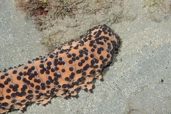 Three-Rowed Sea Cucumber, maybe the front end? by Willis...