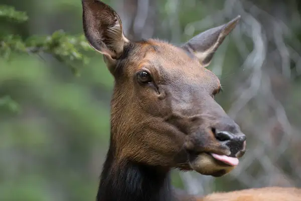 2015Jun Elk in Rocky Mountain Natl Park by Willis Chung