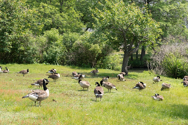 Boston geese