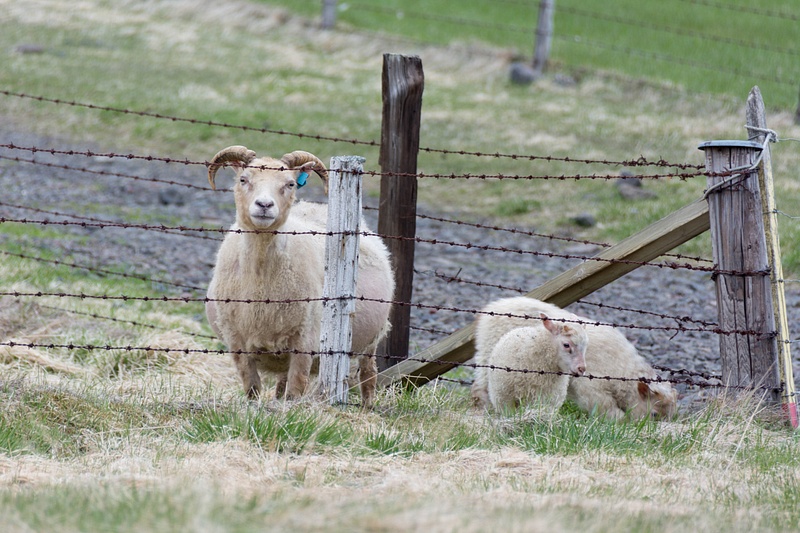 This is a female sheep with her lambs.  Really