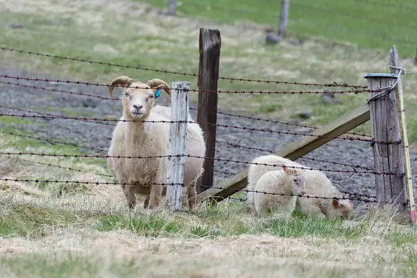 This is a female sheep with her lambs.  Really by Willis...