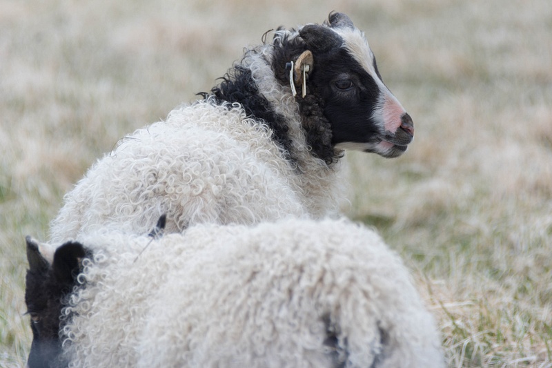 Nice black faced lambs