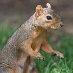 2015 Aug Denver Squirrels
