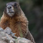 2015Aug Rocky Mountain Natl Park Marmots
