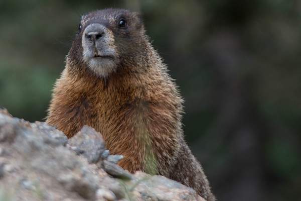 2015Aug Rocky Mountain Natl Park Marmots by Willis Chung