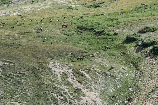 Lots of elk in the high meadow above treeline near the...