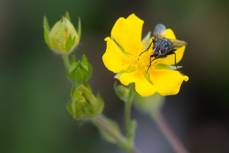 Beautiful cinqfoil and a common housefly