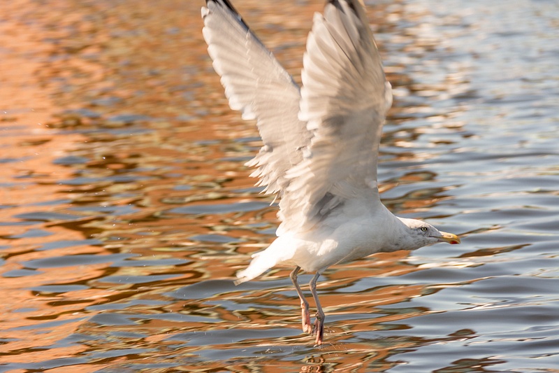 Seagull takes off from the Charles River