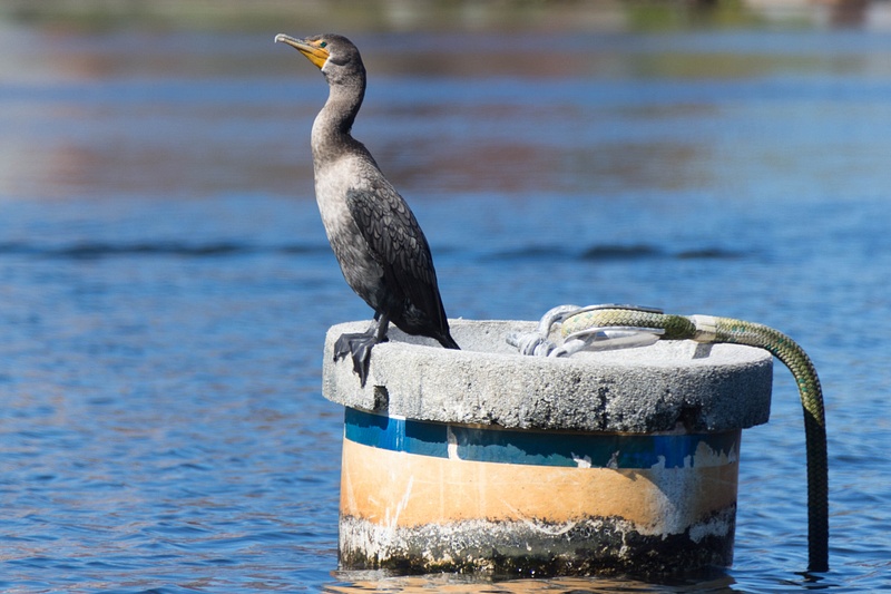 A cormorant checking us out