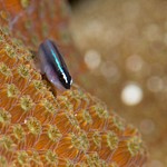 2016Mar Roatan Dive 3: Green Reef