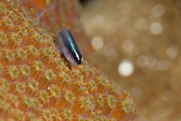 2016Mar Roatan Dive 3: Green Reef by Willis Chung