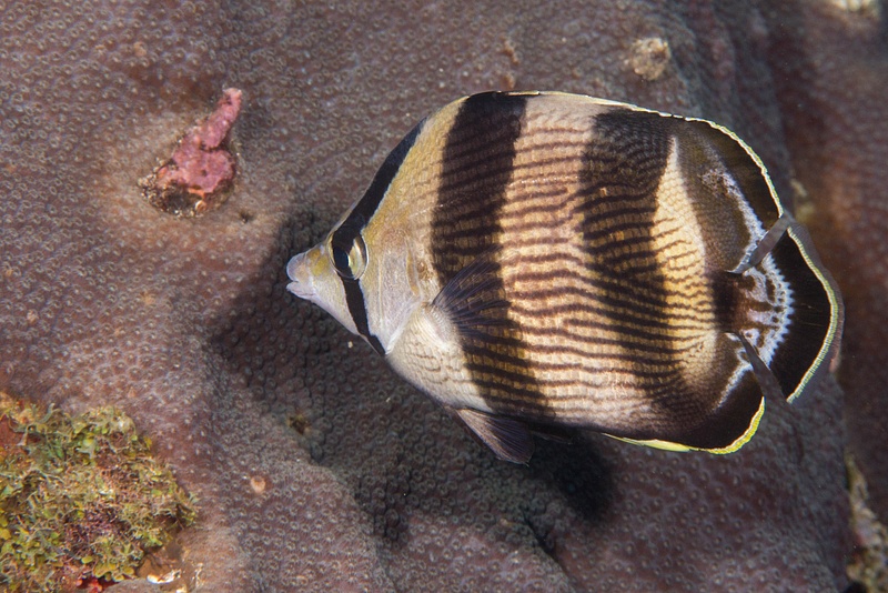 Banded butterflyfish taking a bite out of the coral