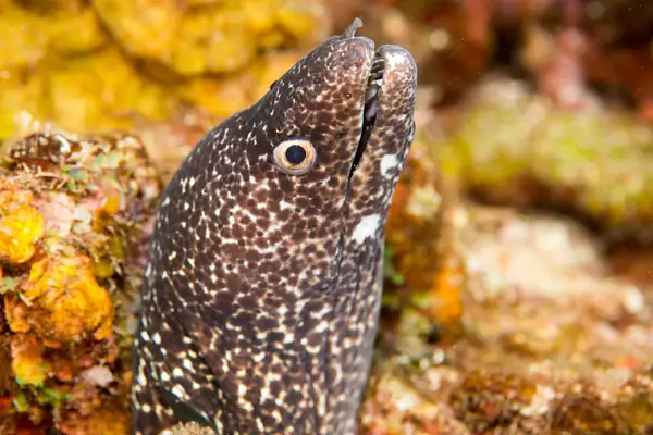 Spotted moray eel by Willis Chung
