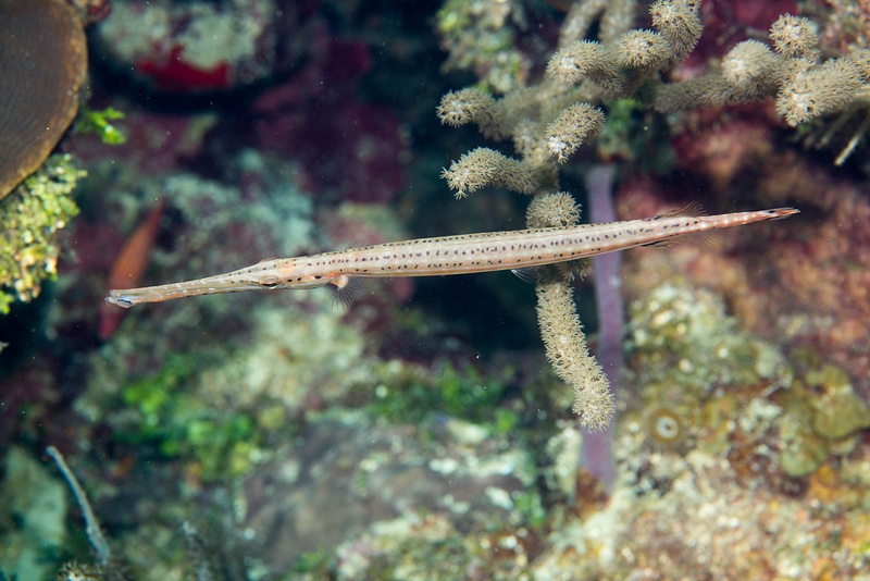 One of the few trumpetfish we saw