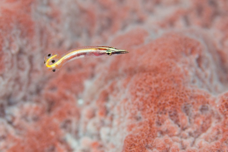 An arrow blenny, spotted by Ben in a red sponge