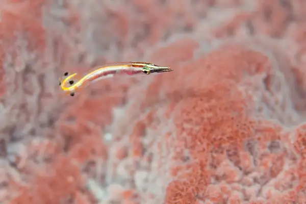 An arrow blenny, spotted by Ben in a red sponge by...