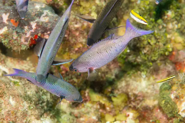 Creole wrasse standing on their heads, waiting to get a...