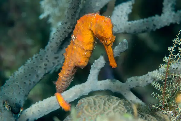Orange seahorse by Willis Chung