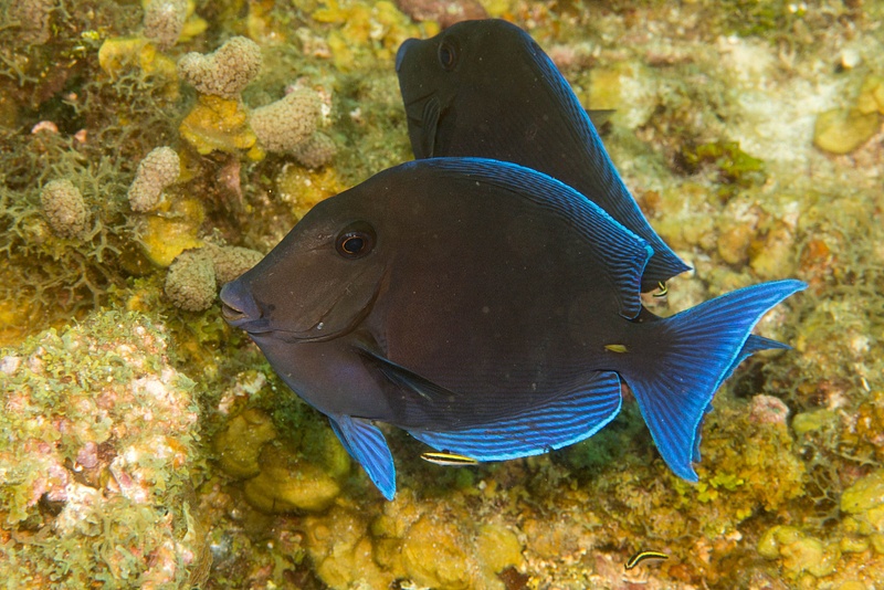 Blue tang waiting to get cleaned