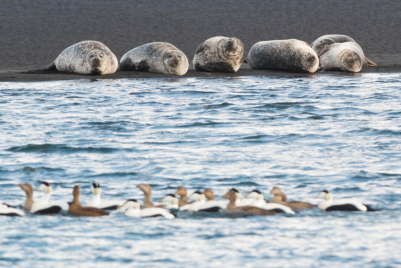 Sleeping seals, drifting ducks...