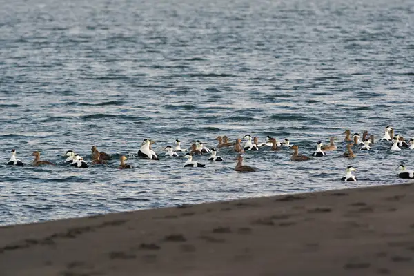 We surprised a bunch of ducks, who pushed off from shore...