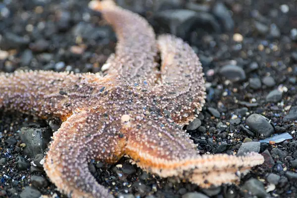 Peggy pointed out this starfish as we were walking back...