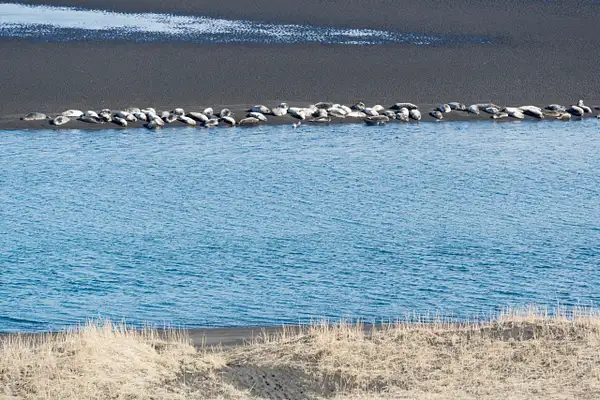 Across from Osar Beach are seals sunning on the black...