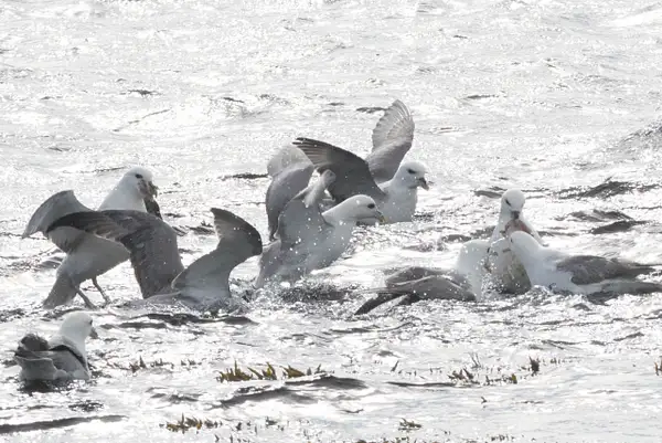 They would rather steal kelp from other gulls than pull...