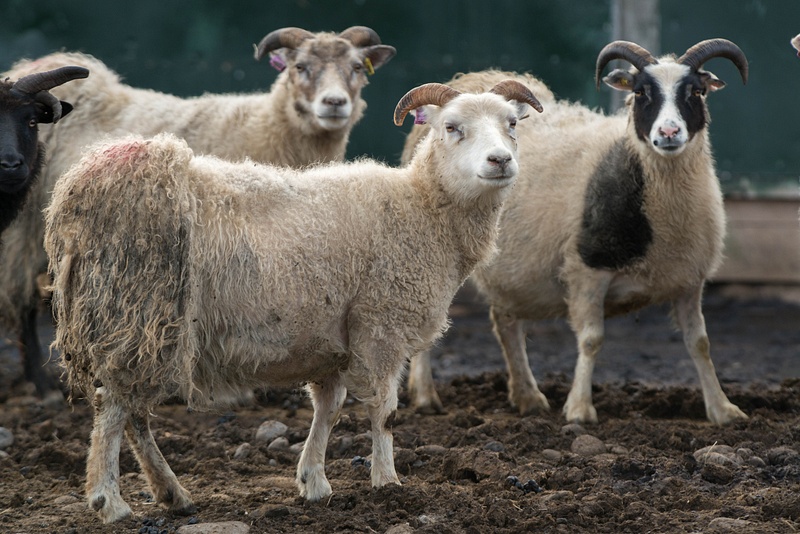 More half-sheared sheep!