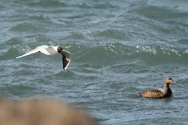 Black-headed gull making a low pass over a female eider...